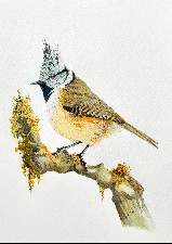 The Crested Tit
