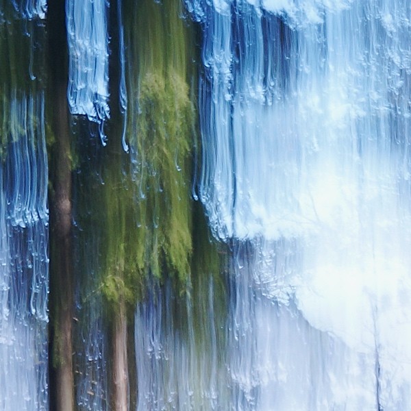 Crying Pine Tree 2