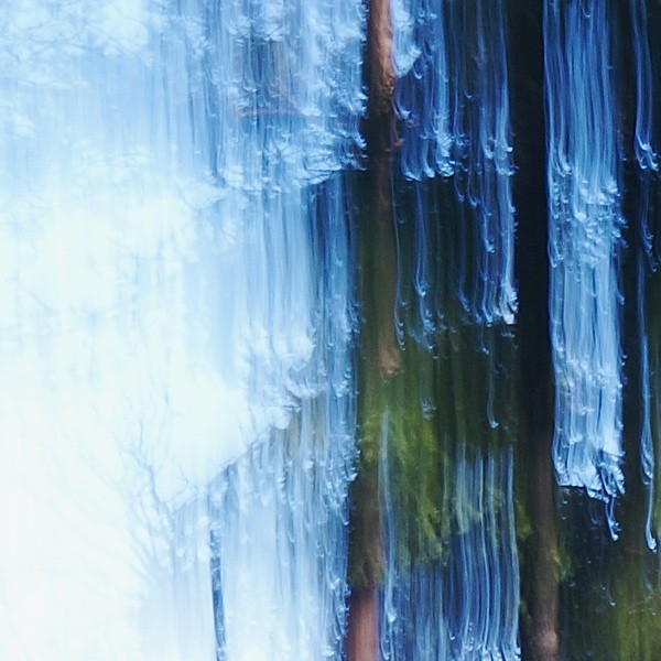 Crying Pine Tree 2