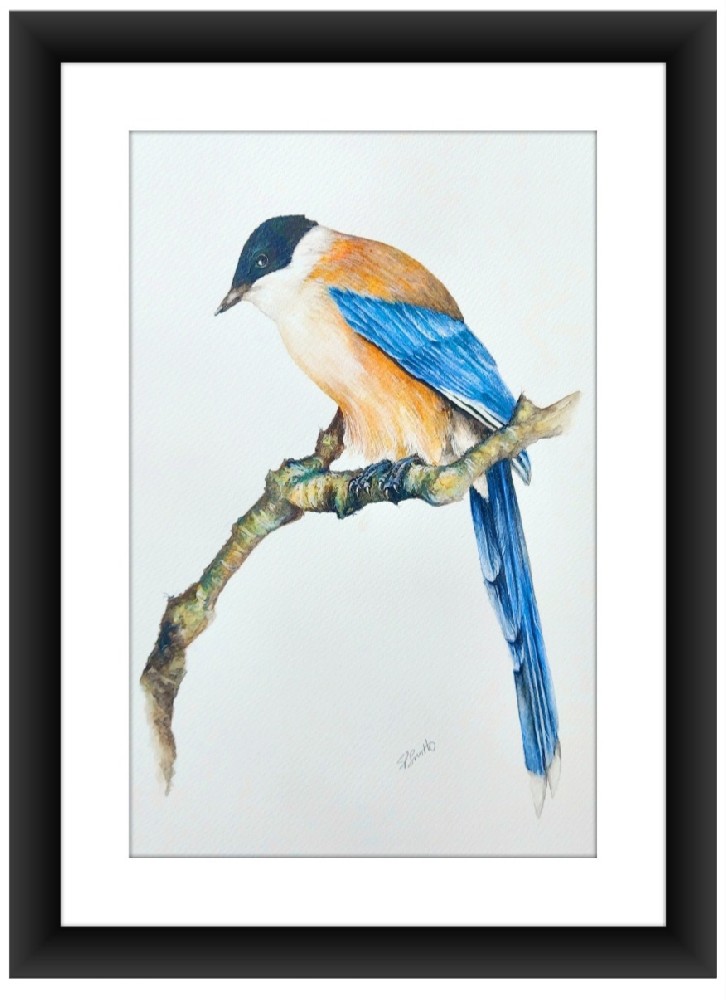 Birds of Andalusia