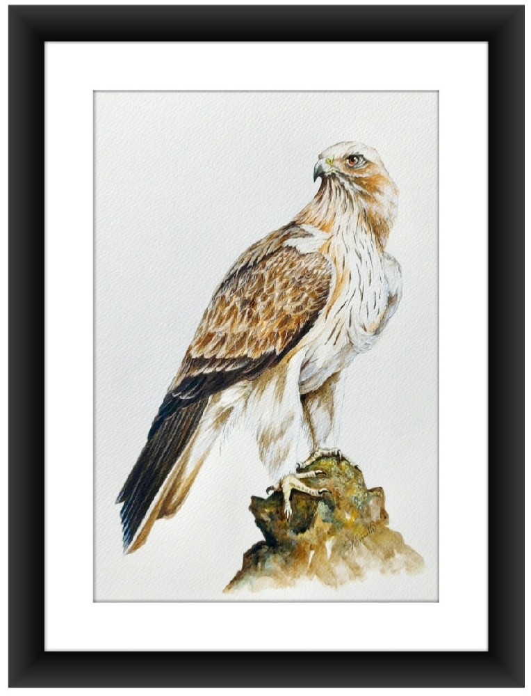 Birds of Andalusia