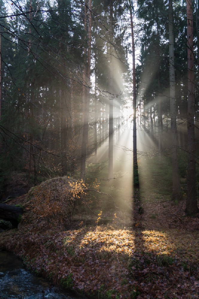 Winter light in the forest 3