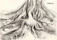 Ficus Macrophylla II