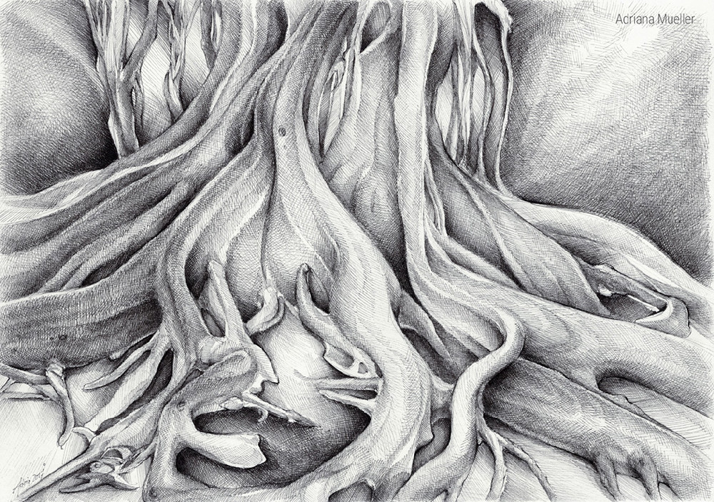 Ficus Macrophylla I