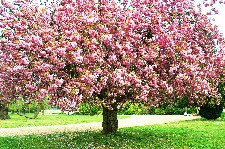 The Cherry Tree