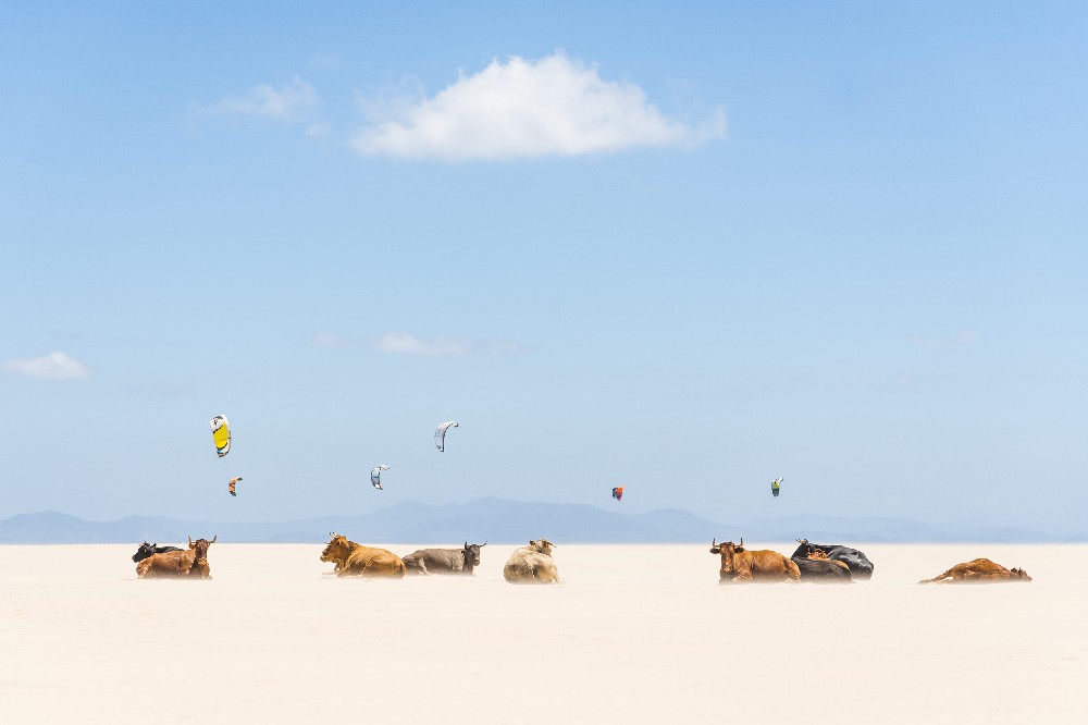 COWS AND KITES