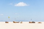 COWS AND KITES