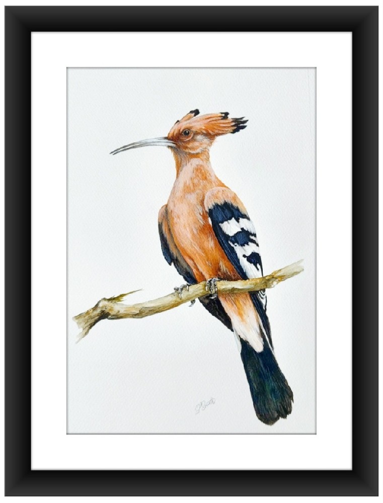 Birds of Andalusia