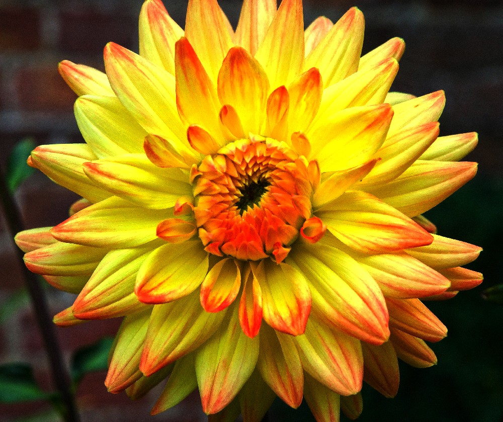 The Dahlia Flower