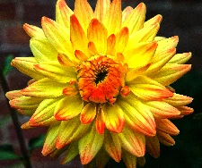 The Dahlia Flower