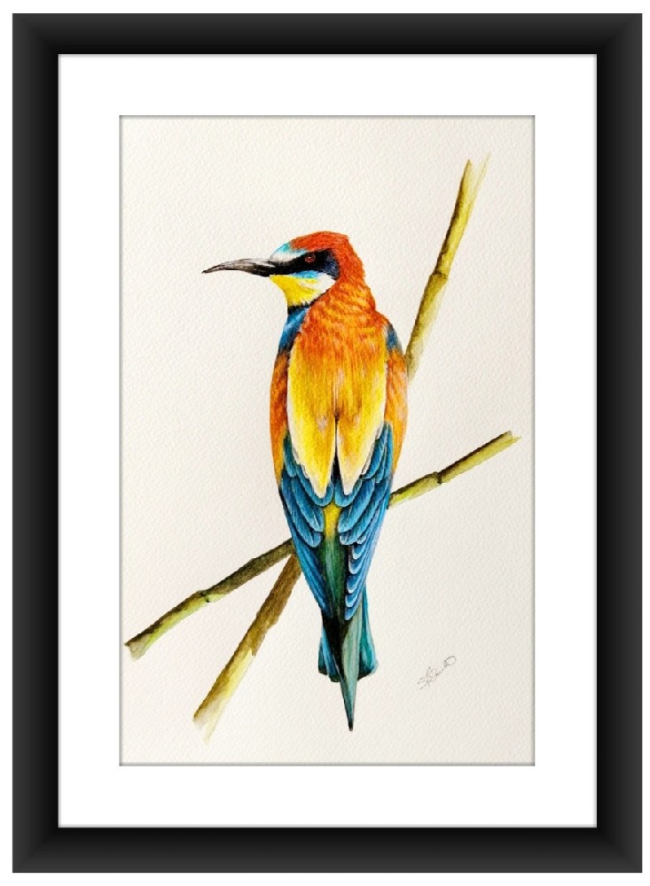Birds of Andalusia