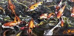 Koi Abundance 