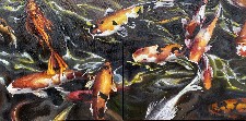 Koi Abundance 