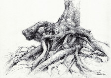 Graceful root in the forest