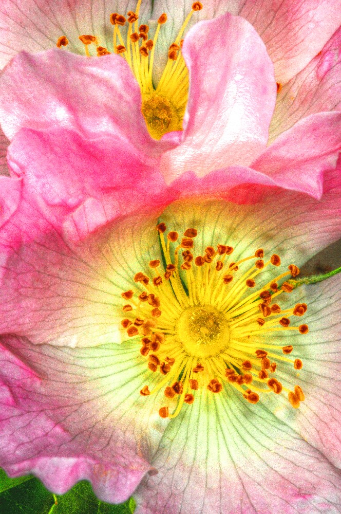 The Wild Roses
