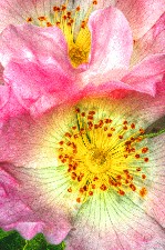 The Wild Roses