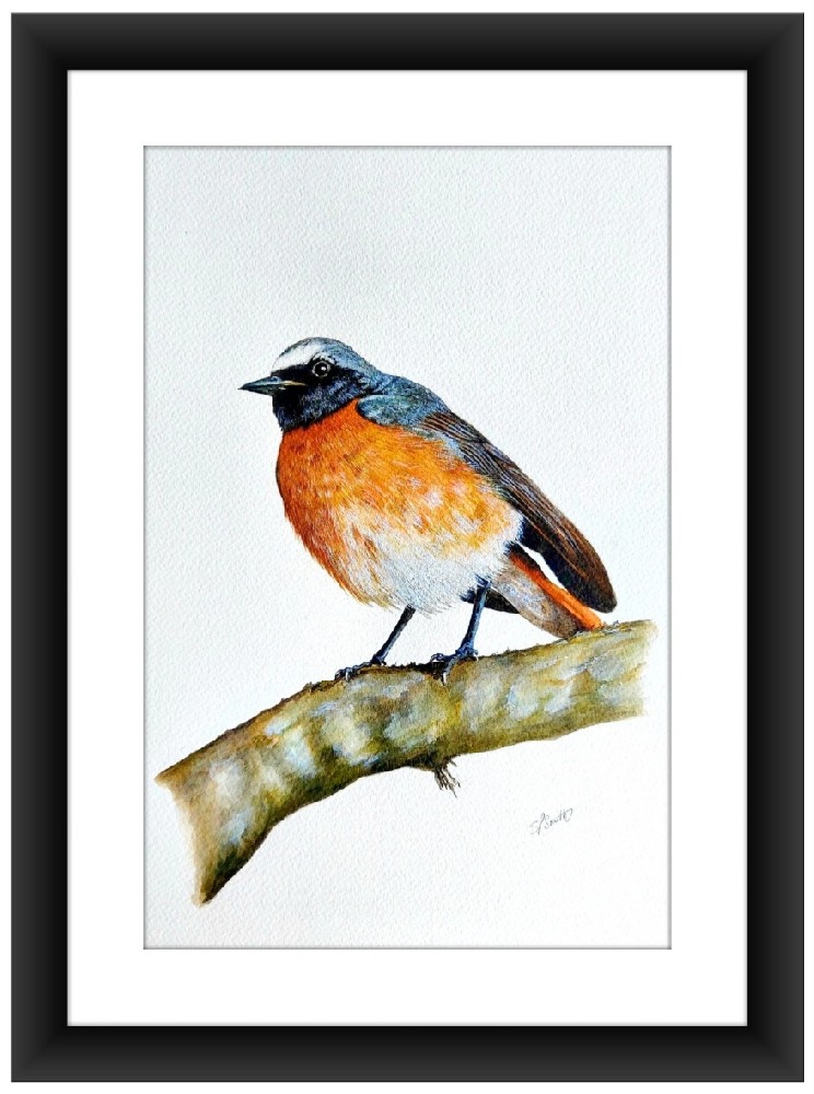 Birds of Andalusia