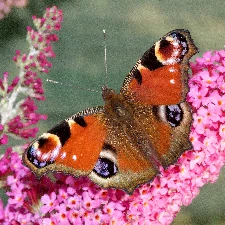 The Peacock Butterfly
