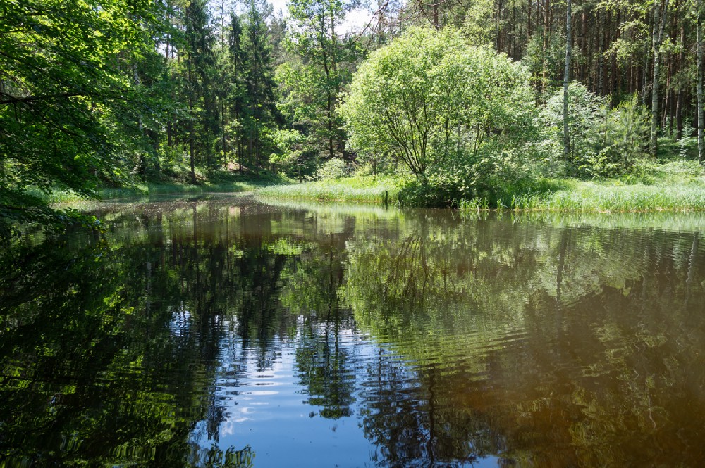 Reflection of trees in calm water