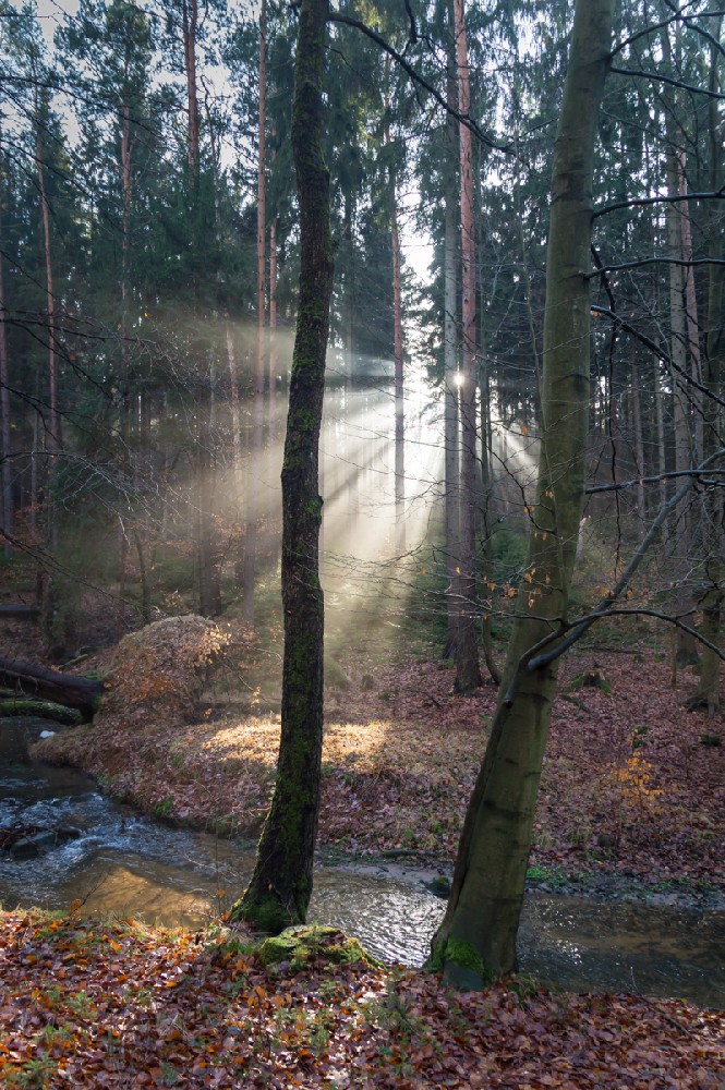 Winter light in the forest 2