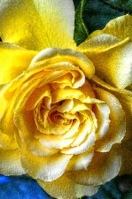 The Yellow Rose