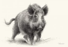 Wild boar, guardian of the forest