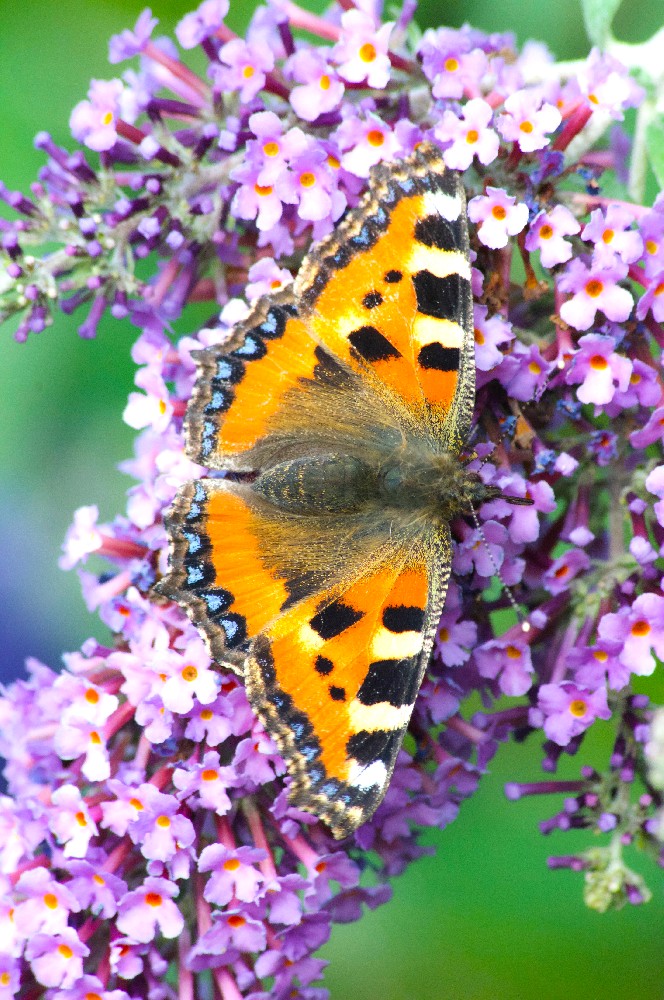 The Small Tortoiseshell Butterfly