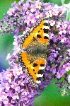 The Small Tortoiseshell Butterfly