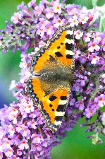 The Small Tortoiseshell Butterfly