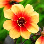 The Yellow and Red Dahlia