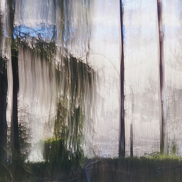 Crying Pine Tree 2