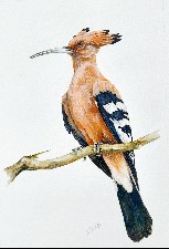 The Hoopoe